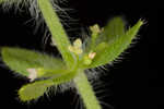 Piedmont bedstraw